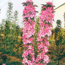 我的图库 河东区玉杰苗木花卉种植专业合作社