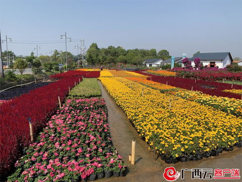 第一届南方花卉苗木交易会将于10月28日在桂林举办