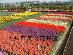 山东省青州市万美园林花卉苗木场